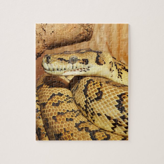 Pythonschlange (Vertikal)