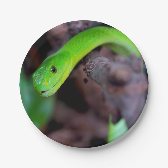 Pythonschlange-Schlange Pappteller (Vorderseite)