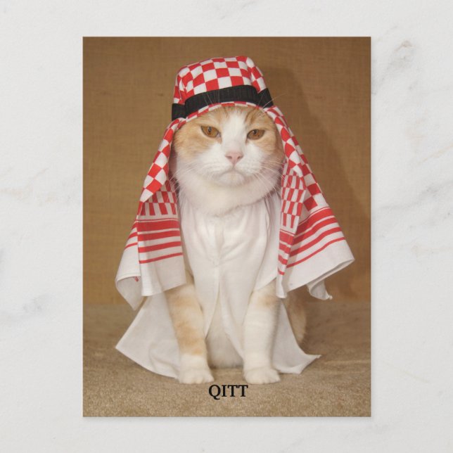 QITT/CAT POSTKARTE (Vorderseite)