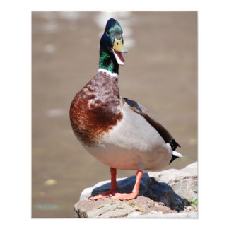 Quacking Mallard Duck Fotodruck