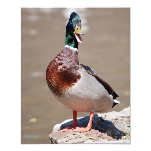 Quacking Mallard Duck Fotodruck (Vorne)