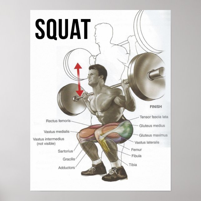 Quadrat - Muskeldiagramm - Anatomie Diagramm Poster (Vorne)