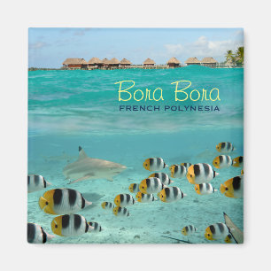 Quadratischer Magnet des Haifischs mit Bora Bora