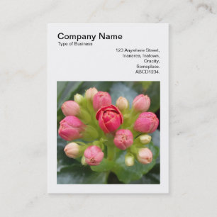 Quadratisches Foto (v3) - Kalanchoe-Knospen Visitenkarte