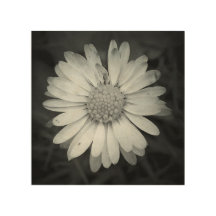 Quadratisches Gänseblümchen-hölzerner Druck