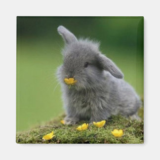 Quadratmagnet Magnet