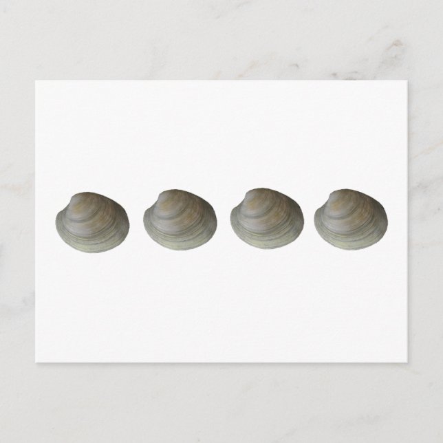 Quahog Clams-Logo Postkarte (Vorderseite)