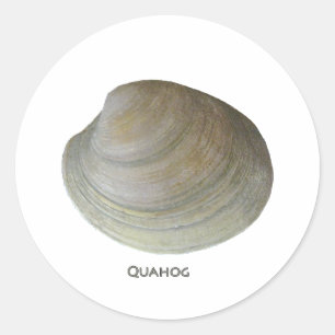 Quahog-Muschel Runder Aufkleber