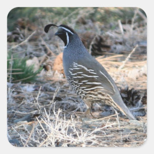Quail de Californie - Sticker Carré