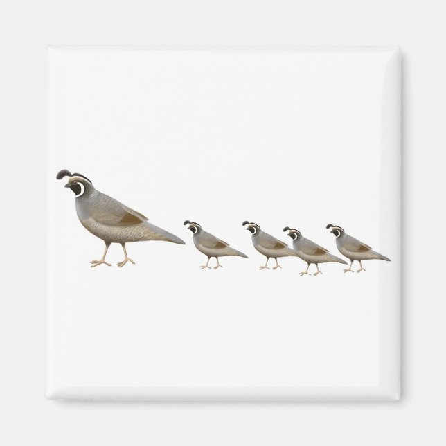 Quail Family Magnet (Vorne)