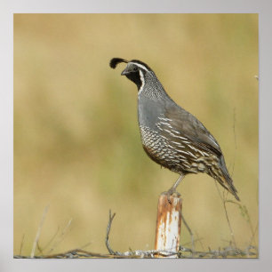 Quail Poster
