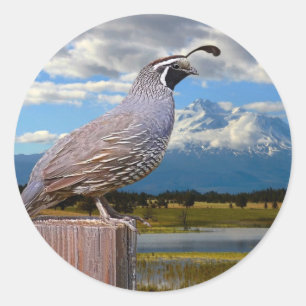QUAIL UND MT SHASTA RUNDER AUFKLEBER