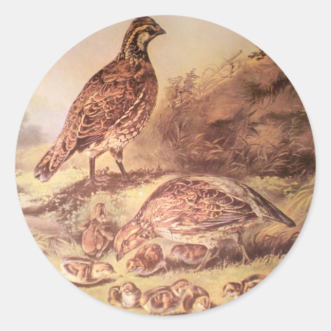 Quailsticker Runder Aufkleber (Vorderseite)