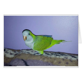 Quaker Parrot
