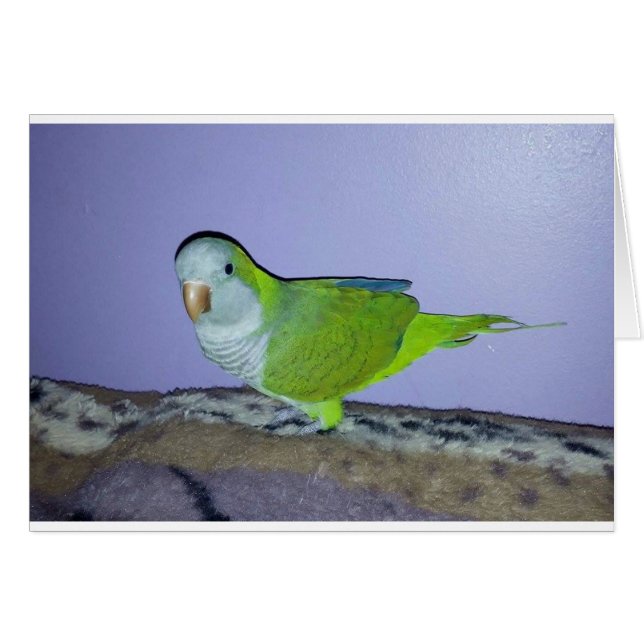 Quaker Parrot (Vorderseite (Horizontal))