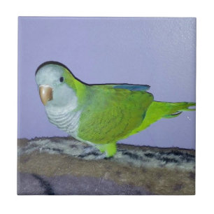 Quaker Parrot Fliese
