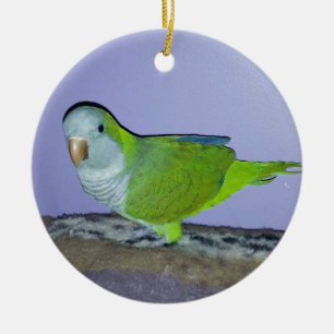 Quaker Parrot Keramik Ornament
