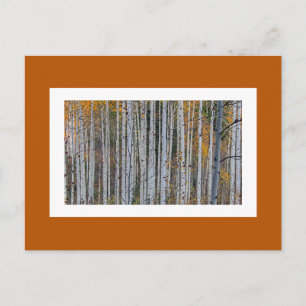 Quaking Aspen im Herbst Postkarte