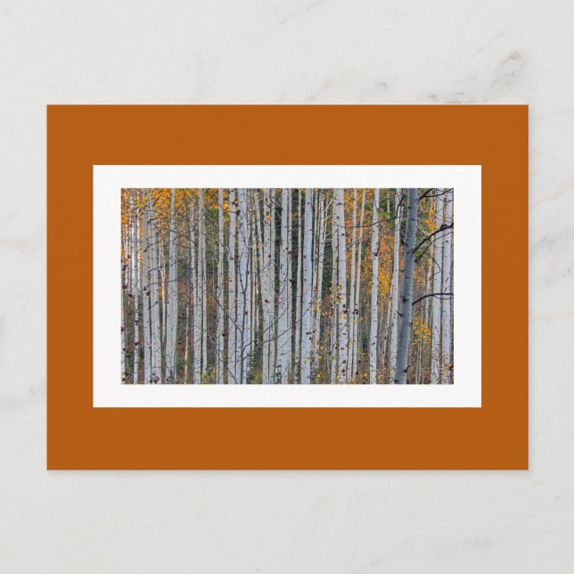 Quaking Aspen im Herbst Postkarte (Vorderseite)