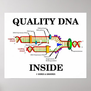 Qualität der DNA im Inneren (DNA-Replikation) Poster