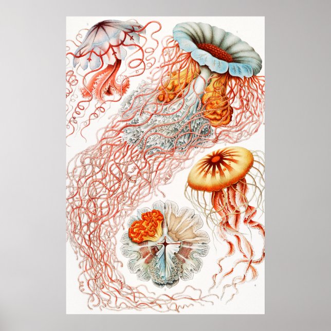 Qualle, Discomedusae von Ernst Haeckel Poster (Vorne)