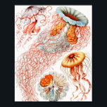 Qualle, Discomedusae von Ernst Haeckel Poster<br><div class="desc">Qualle,  Discomedusae Scheibenquallen von Ernst Haeckel Poster</div>