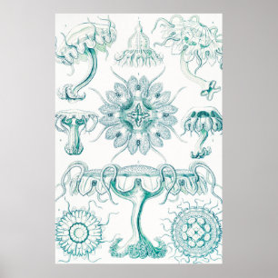 Qualle, Discomedusae von Ernst Haeckel Poster