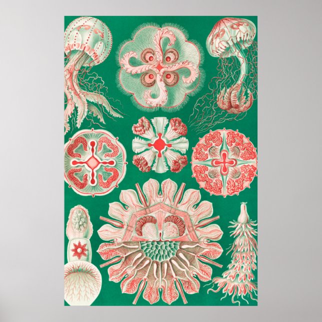 Qualle, Discomedusae von Ernst Haeckel Poster (Vorne)