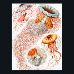 Qualle, Discomedusae von Ernst Haeckel Poster<br><div class="desc">Qualle,  Discomedusae Scheibenquallen von Ernst Haeckel Poster</div>