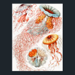 Qualle, Discomedusae von Ernst Haeckel Poster<br><div class="desc">Qualle,  Discomedusae Scheibenquallen von Ernst Haeckel Poster</div>