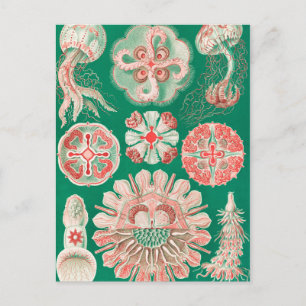 Qualle, Discomedusae von Ernst Haeckel Postkarte