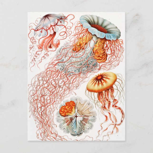Qualle, Discomedusae von Ernst Haeckel Postkarte (Vorderseite)