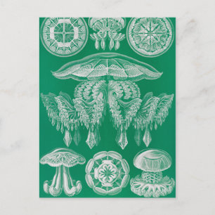 Qualle, Discomedusae von Ernst Haeckel Postkarte