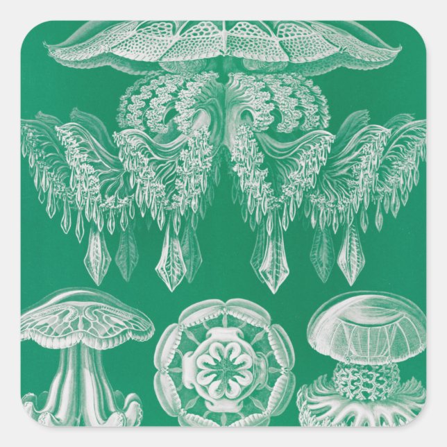 Qualle, Discomedusae von Ernst Haeckel Quadratischer Aufkleber (Vorderseite)