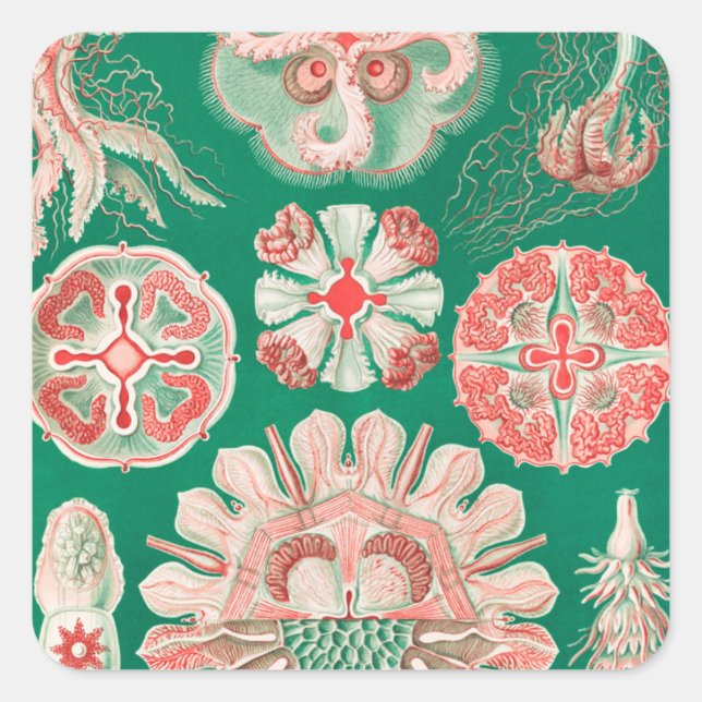 Qualle, Discomedusae von Ernst Haeckel Quadratischer Aufkleber (Vorderseite)