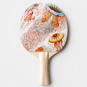 Qualle, Discomedusae von Ernst Haeckel Tischtennis Schläger