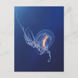 Qualle Postkarte