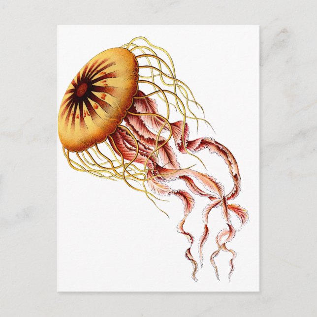 Qualle Postkarte (Vorderseite)