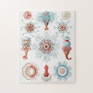 Qualle, Seeteufel, Siphonophorae Staatsquallen