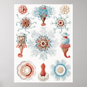 Qualle, Seeteufel, Siphonophorae Staatsquallen Poster