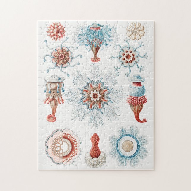 Qualle, Siphonophorae Staatsquallen Seeverkehr (Vertikal)