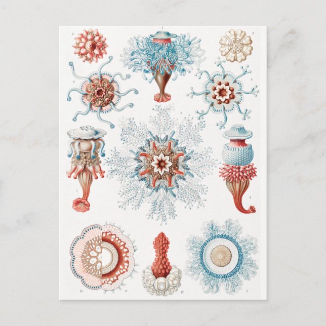 Qualle, Siphonophorae Staatsquallen Seeverkehr Postkarte (Vorderseite)