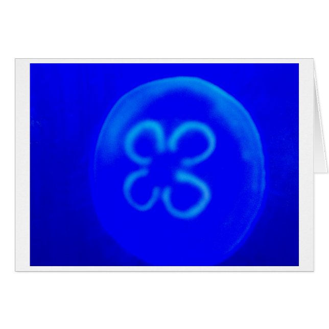 Quallen (Vorderseite (Horizontal))