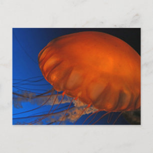 Quallen #3 postkarte