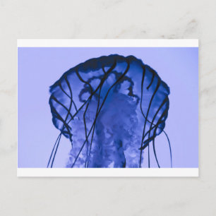 Quallen auf blau postkarte