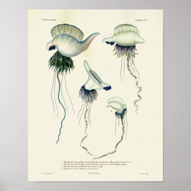 Quallen Blaues Vintages Meer Kreaturen Art Print Poster (Vorne)