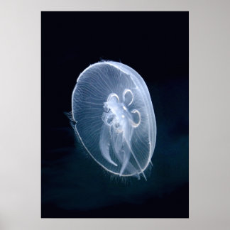 Quallen Bright Translucent Blue Portrait Poster