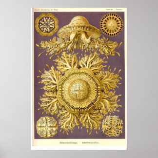 Quallen - Discomedusae - Ernst Haeckel Poster