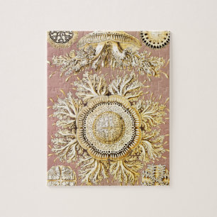 Quallen, Discomedusae von Ernst Haeckel