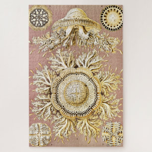 Quallen, Discomedusae von Ernst Haeckel